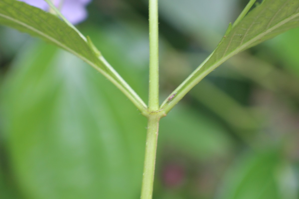 Ruellia tuberosa L.